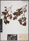 Foto von Salix aurita L. x Salix myrtilloides L.